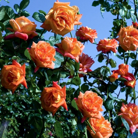 Троянда чайно-гібридна Луі Де Фюнес (Louis de Funes)