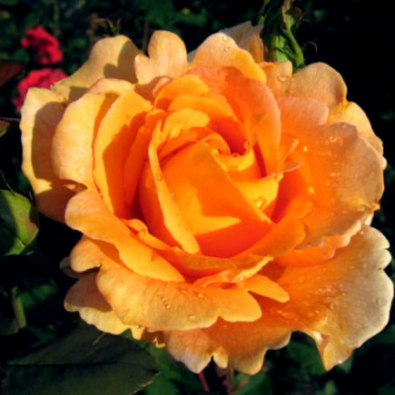 Троянда Луі Де Фюнес (Louis de Funes) штамб