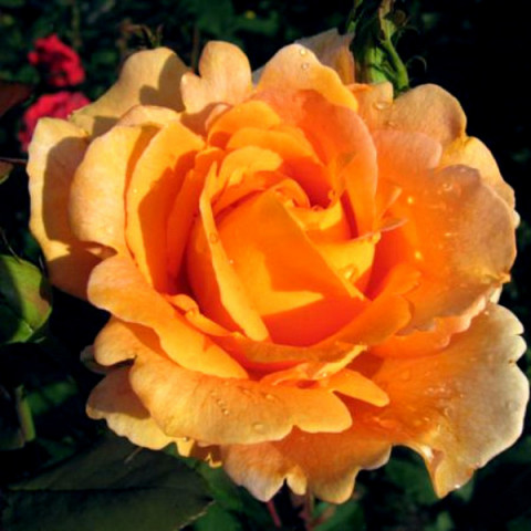 Троянда Луі Де Фюнес (Louis de Funes) (контейнер 2 л)