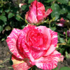 Троянда Пінк Інтуішін (Pink Intuition) (контейнер 2 л)