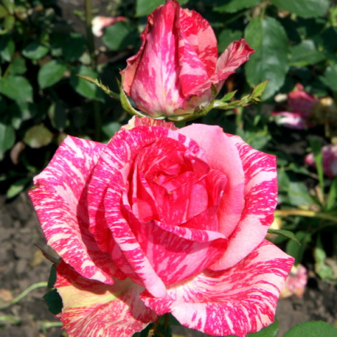 Роза чайно-гибридная Пинк Интуишин (Pink Intuition)