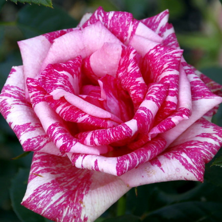 Троянда Пінк Інтуішін (Pink Intuition) (контейнер 2 л)