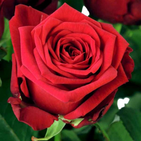 Троянда Ред Наомі (Red Naomi) штамб (контейнер 2 л)