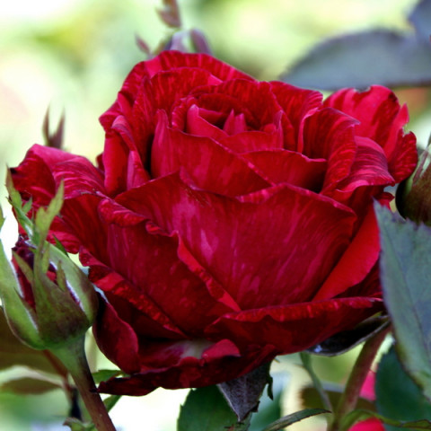 Троянда чайно-гібридна Ред Інтуішн (Red Intuition)
