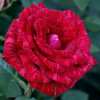 Троянда Ред Інтуішн (Red Intuition) (контейнер 2 л)