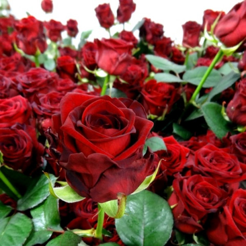 Троянда Ред Наомі (Red Naomi) штамб (контейнер 2 л)