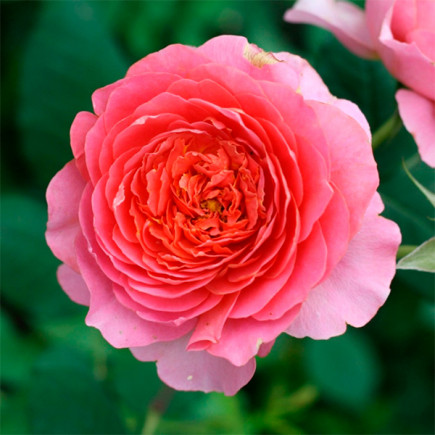 Троянда чайно-гібридна Амандін Шанель (Amandine Chanel)