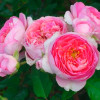 Роза чайно-гибридная Амандин Шанель (Amandine Chanel)