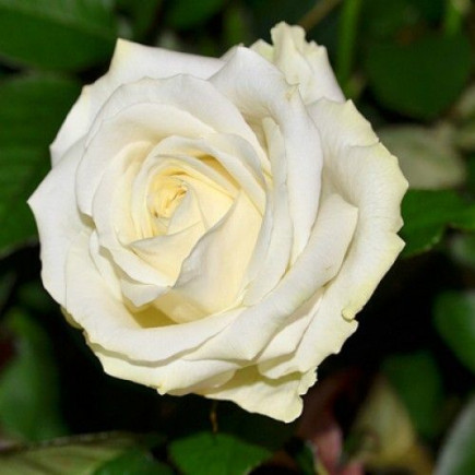 Троянда чайно-гібридна Аваланж (Avalanche)