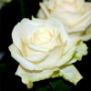 Роза чайно-гибридная Аваланш (Avalanche)