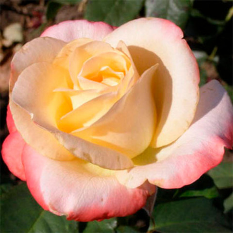 Троянда чайно-гібридна Белла Перла (Belle Perle)