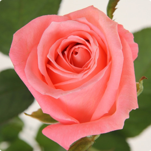 Троянда чайно-гібридна Каріна (Carina)
