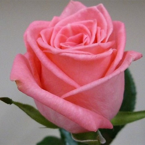 Троянда чайно-гібридна Дольче Віта (Dolce Vita)