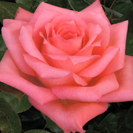 Троянда чайно-гібридна Дольче Віта (Dolce Vita)