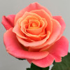 Роза чайно-гибридная Ева (Eva)