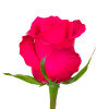 Троянда чайно-гібридна Гоша (Gosha)