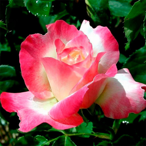 Роза чайно-гибридная Инджой (Enjoy)