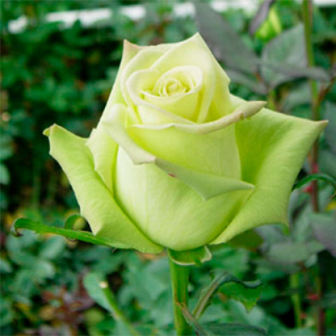 Троянда чайно-гібридна Жаде (Jade)