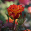 Троянда чайно-гібридна Конфеті (Confetti)