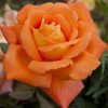 Троянда чайно-гібридна Луі Де Фюнес (Louis de Funes)