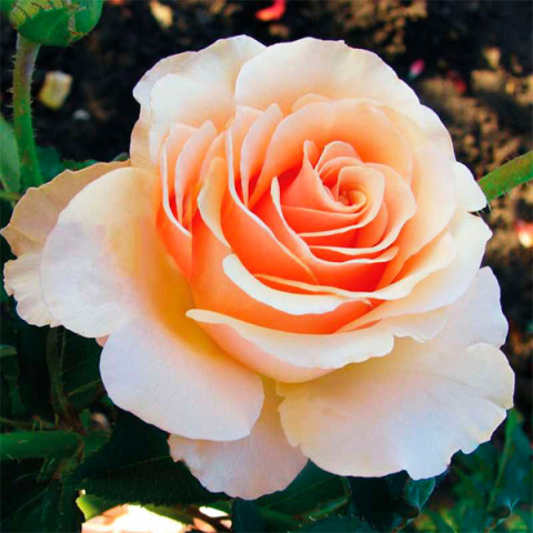 Троянда чайно-гібридна Примадонна (Prima Donna)