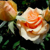 Троянда чайно-гібридна Примадонна (Prima Donna)