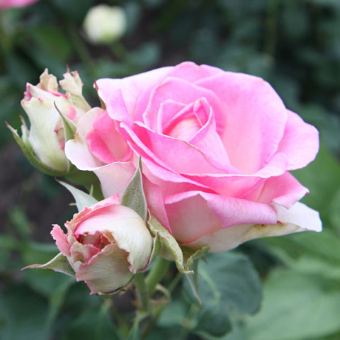 Роза чайно-гибридная Рафаелла (Raffaella)