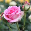 Троянда чайно-гібридна Рафаелла (Raffaella)