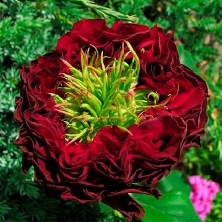 Троянда Червоне Око (Red Eye) штамб (контейнер 2.0 л)