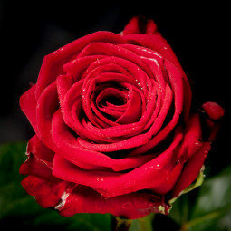 Троянда Ред Наомі (Red Naomi) штамб 1 прищепа