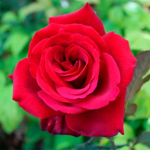 Троянда чайно-гібридна Роял Вільямс (Royal Williams)