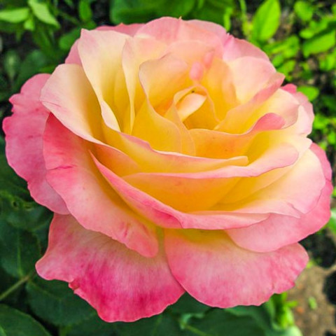 Троянда чайно-гібридна Глорія Дей (Gloria Dei)