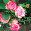 Роза чайно-гибридная Инджой (Enjoy)