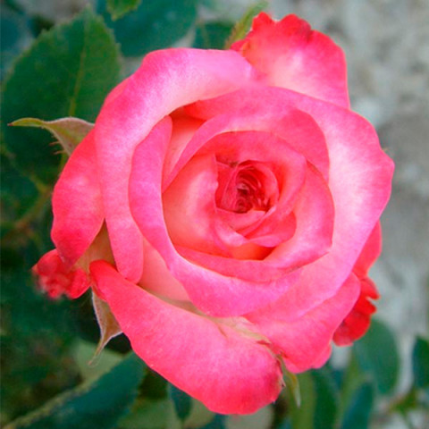 Троянда чайно-гібрид Інджой (Enjoy)