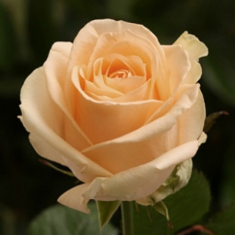 Роза чайно-гибридная Пич Аваланш (Peach Avalanche)