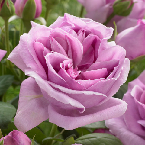 Роза чайно-гибридная Виолет Парфум (Violette Parfume)