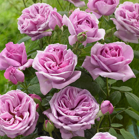 Троянда чайно-гібридна Віолет Парфум (Violette Parfume)