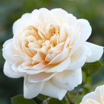 Роза английская Крокус (Crocus)