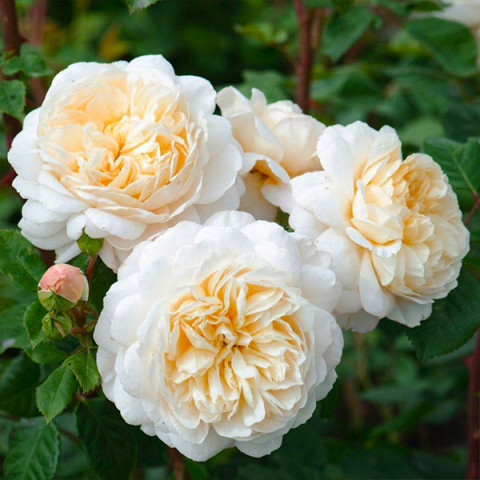 Роза английская Крокус (Crocus)