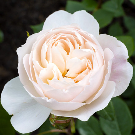 Роза английская Дездемона (Desdemona)