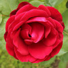Троянда плетиста Дон Жуан (Don Juan)