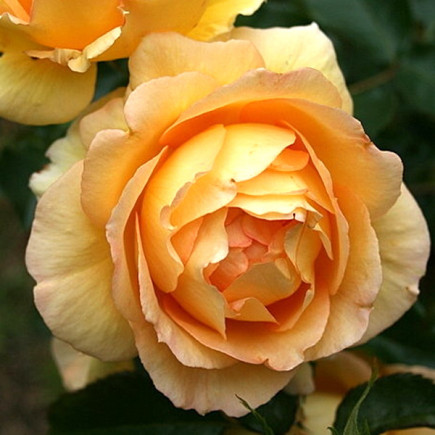 Троянда флорібунда Евріка (Eureka)