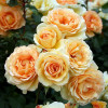 Роза флорибунда Эврика (Eureka)