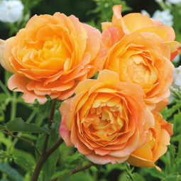 Троянда англійська Казкарка (Fairy Tale)