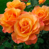 Троянда флорібунда Лоліта (Lolita)