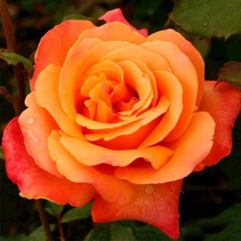Троянда флорібунда Лоліта (Lolita)