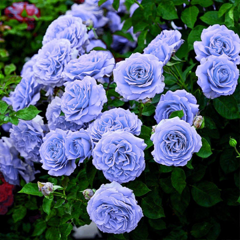 Роза плетистая Голубая мечта