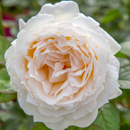 Троянда чайно-гібридна Айворі Ів Пьяже (Ivory Yves Piaget)