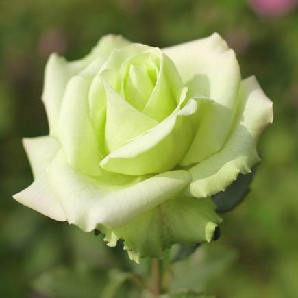 Троянда чайно-гібридна Жаде (Jade)