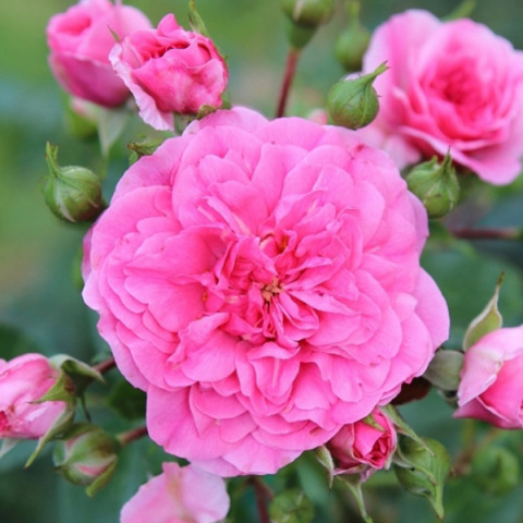 Роза почвопокровная махровая Четыре сезона (Les Quatre Saisons)